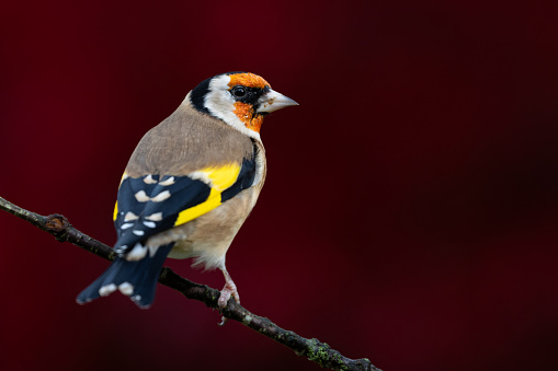 A male Ruby-crowned Kinglet displays his red crown.