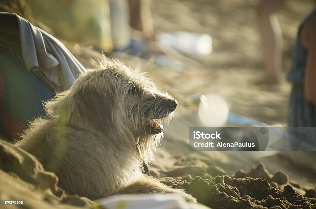 サーファー犬 - カラー画像のロイヤリティフリーストックフォト
