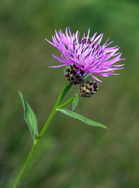 istock purple flower of knapweed - centaurea jacea 179370663