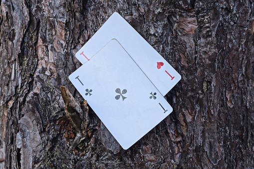 playing cards two aces lie on the gray bark of a pine tree outdoors in nature