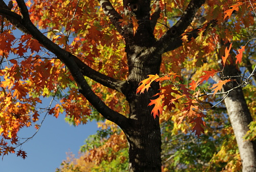 Low angle view with selective focus on lower oak leaves. Residential neighbourhood of Fleetwood in Surrey, British Columbia.