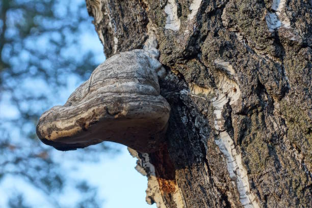 istock one large white chaga mushroom on a gray bark 1793712314