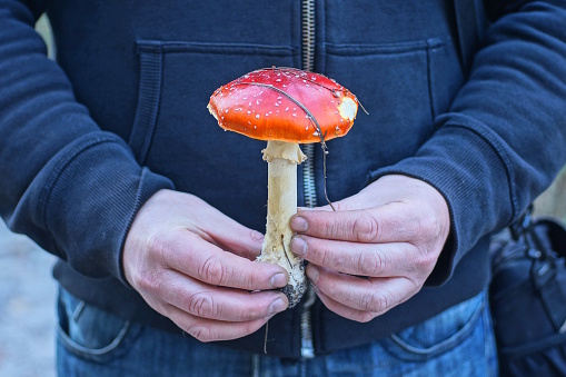 hands of a man in gray clothes hold one big red fly agaric mushroom on the street