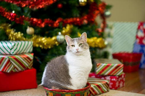 Cute white and tan cat is curled up inside of a festive basket in front of a decorated Christmas tree and Christmas gifts stacked in piles.