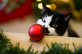 Curious Cat Looking at a Christmas Ornament