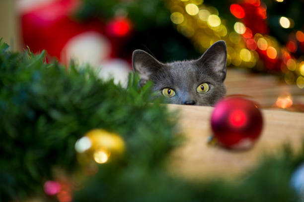istock Cat Looking at a Christmas Ornament 1793718738