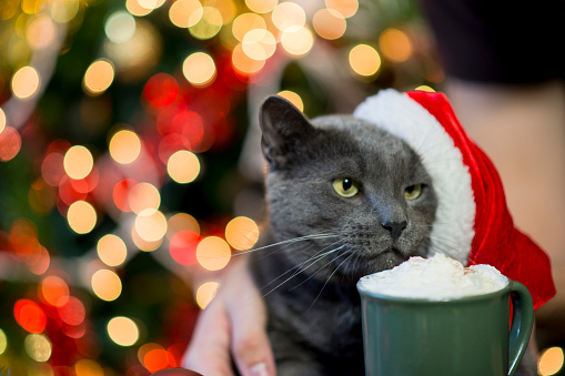 Cute pet cat with grey fur and green eyes is snuggling with his owner while wearing a festive red and white Christmas hat and sitting with a mug of hot chocolate with whipped cream in front of the brightly lit Christmas tree.