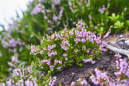 Close up picture of common heather or simply heather, Calluna vulgaris in latin. It is dominant plant in heathland and moorland in Europe, and in some bog vegetation and acidic pine and oak woodland.