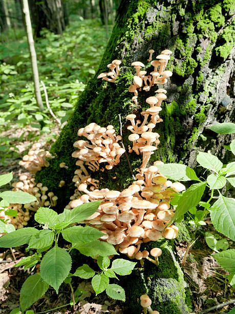 istock many of fungi on tree stump 179372687