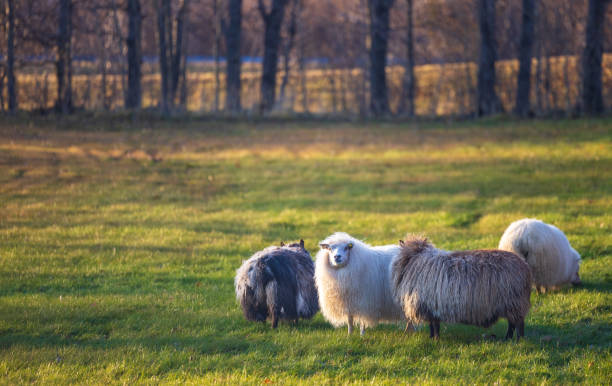 istock Icelandic Sheep in the Reykholt area 1793729705
