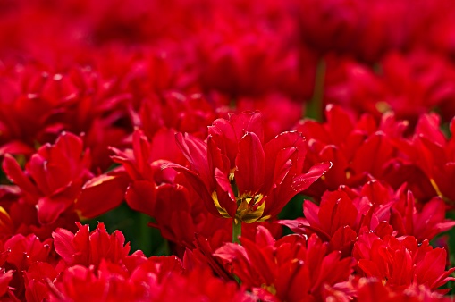 Full frame banner of red tulips