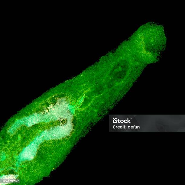 動物の血液 Flukes Parasiteras Schistosome - 住血吸虫症のストックフォトや画像を多数ご用意 - 住血吸虫症, DNA, つながり