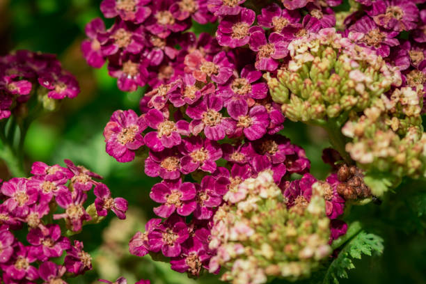 istock Achillea millefolium flowers on a blurred background 1793756688