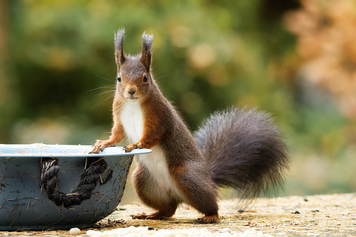 a squirrel stands upright casually at a bowl and looks into the camera