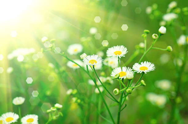 istock Wild camomile flowers 179376104