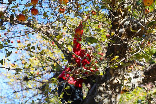 A woman is picking wild apples while climbing from the apple tree.