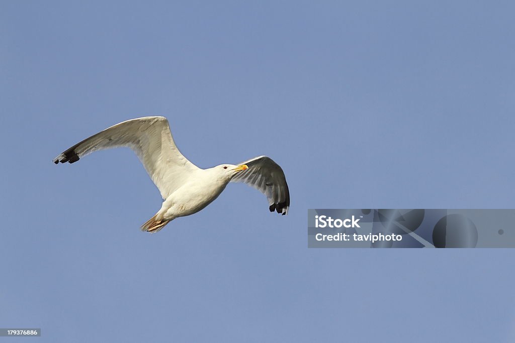 white gull flying sky background beautiful white gull in flight over blue sky Activity Stock Photo