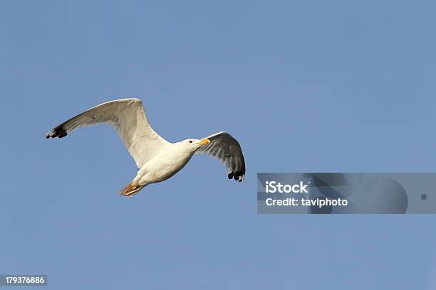 White Gull Flying Sky Background Stock Photo - Download Image Now - Activity, Animal, Animal Body Part