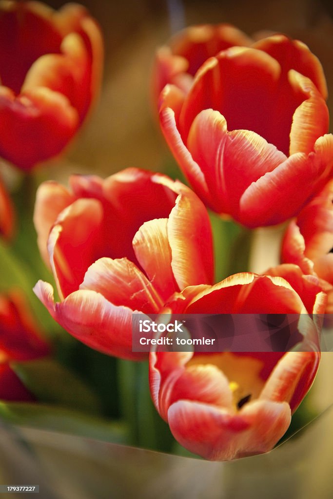 Букет из красных тюльпанов - Стоковые фото Без людей роялти-фри