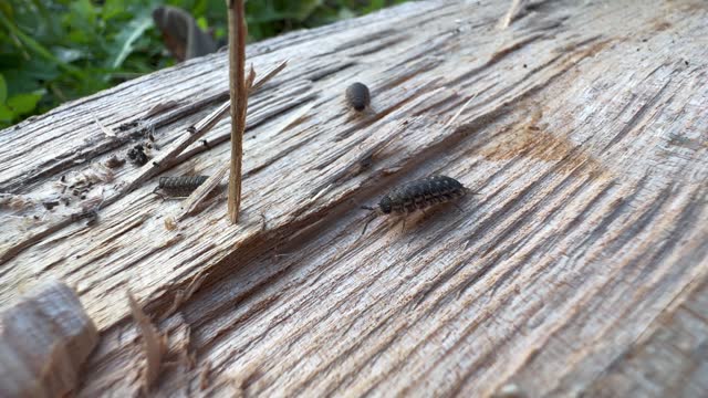 Common woodlouses (Oniscus asellus) walking on the surface of the wood. Estonia.