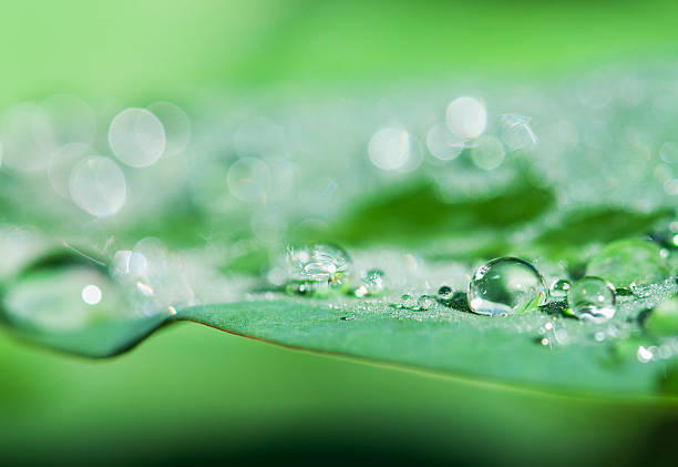 Dew Drops stock photo