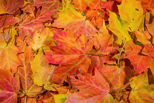 A heap of freshly fallen brightly colored sugar maple tree leaves on a sunny autumn day.