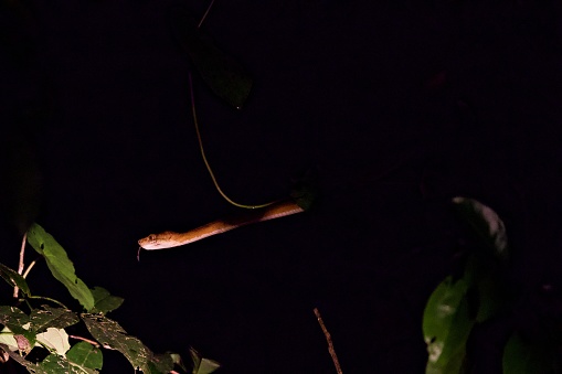 Young Tree Python on the Hunt