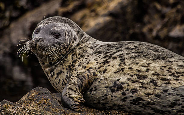 Seal stock photo