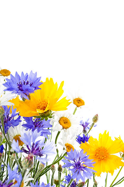 istock Field flowers bouqet 179378880
