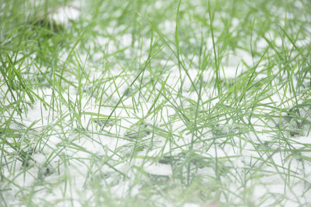 istock closeup of snow covered grass 1793794636