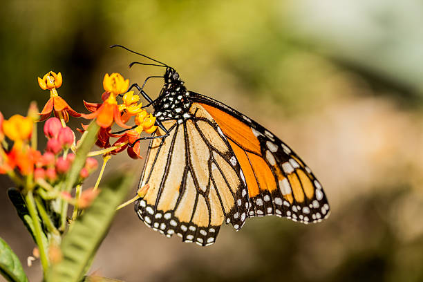 Butterfly stock photo