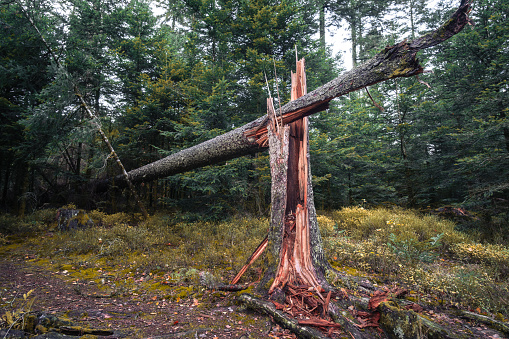 A tree broken by a storm in the Morvan massif in Burgundy, France