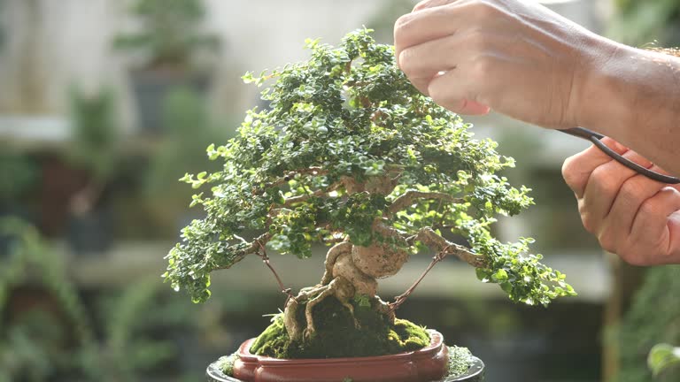 Bonsai tree Japanese nature art in beautiful garden background. Asian man using scissors trimming bonsai plant green leaf growing in brown pot. Concept of bonsai tree design natural art.