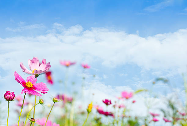 istock daisy flowers with beautiful sky 179382047