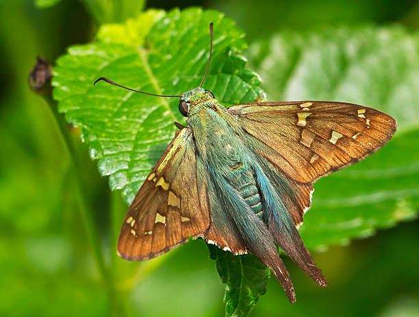 - rabilongo hesperiidae em uma folha - long tailed skipper - fotografias e filmes do acervo
