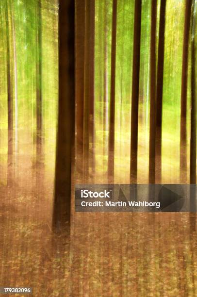 松の森の焦点 - カラー画像のストックフォトや画像を多数ご用意 - カラー画像, デフォーカス, トウヒ