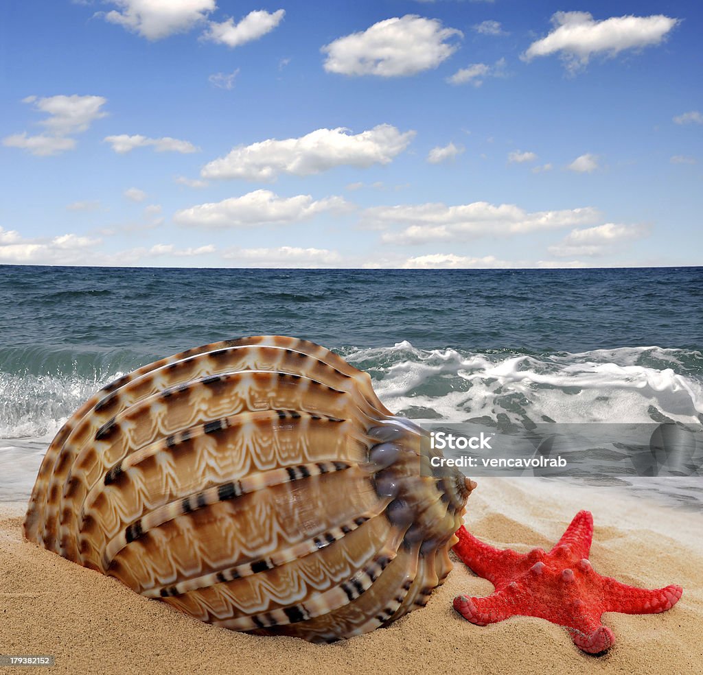 Conch shell Conch shell with starfish on beach Animal Shell Stock Photo