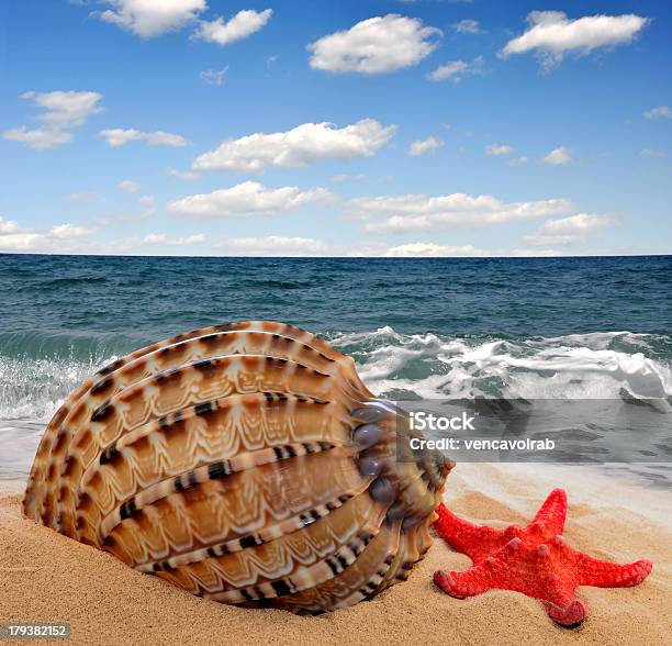 Conch Shell Stock Photo - Download Image Now - Animal Shell, Bay of Water, Beach