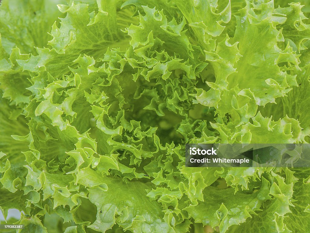 Close-up shot di un hydroponic verdastro verdura - Foto stock royalty-free di Agricoltura