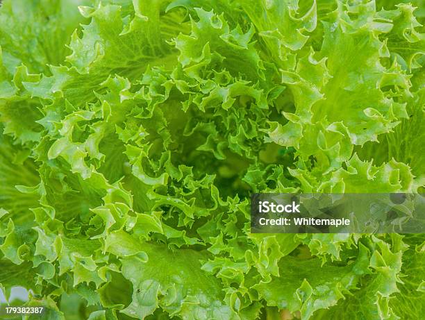 Closeup Shot Di Un Hydroponic Verdastro Verdura - Fotografie stock e altre immagini di Agricoltura - Agricoltura, Alimentazione sana, Bagnato