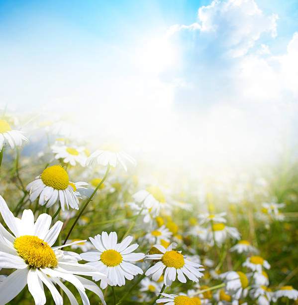 istock field of daisies 179382638