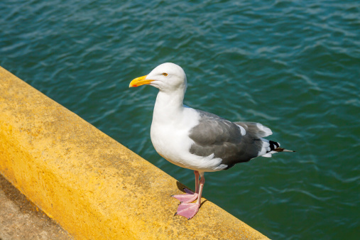 Profile of a seagull perched on a yellow stone quayside ledge at the water's edge.