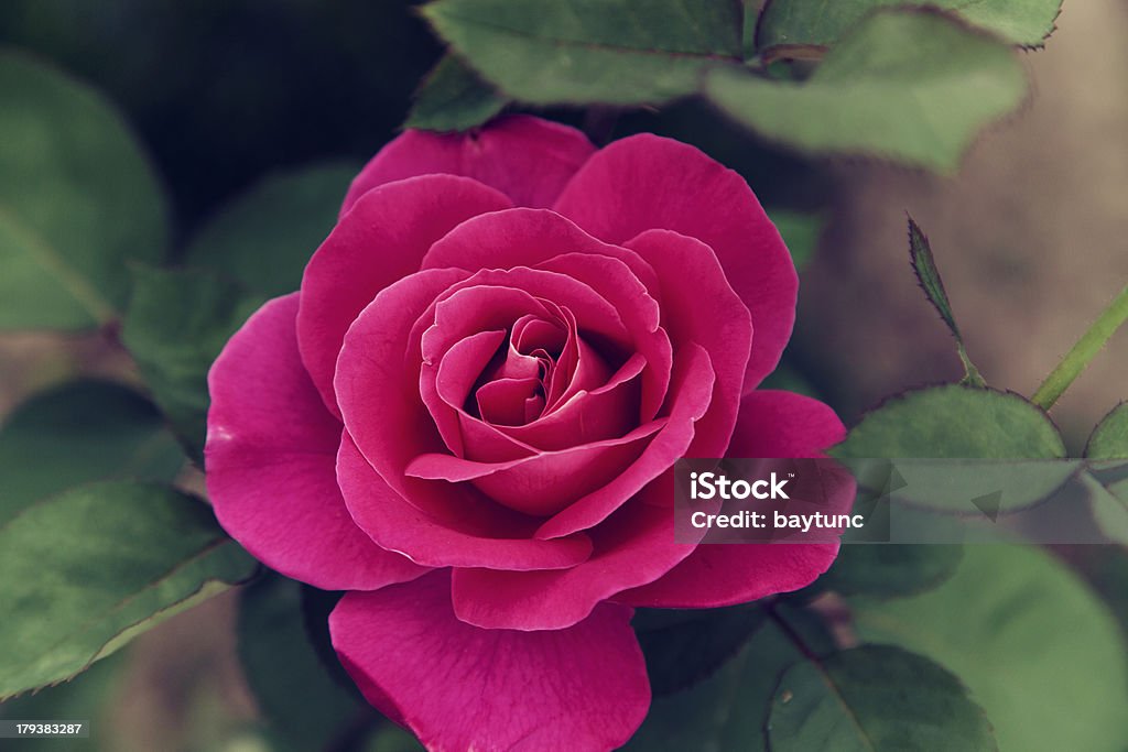 Pink rose - Lizenzfrei Islam Stock-Foto