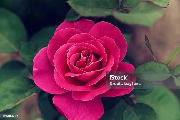 Pink Rose Stockfoto und mehr Bilder von Islam - Islam, Rose, Aromatherapie