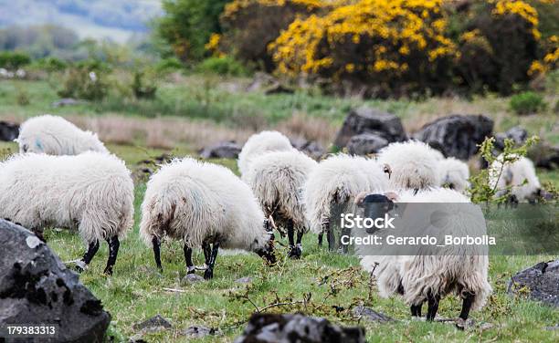 Irlanda Foto de stock y más banco de imágenes de Aire libre - Aire libre, Animales salvajes, Bosque