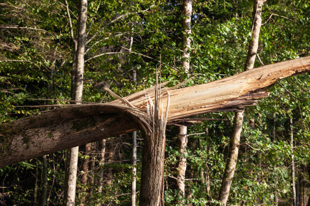 istock Selective blur on a tree struck by lightning, torn down, with a destroyed trunk, in a forest of hungary, after a strong storm that damaged local woods. 1793835752