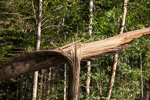 Picture of a tree from Hungary damaged, struck by lightning, in a forest.