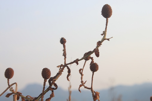 close up photos of dried wild flower when dry season