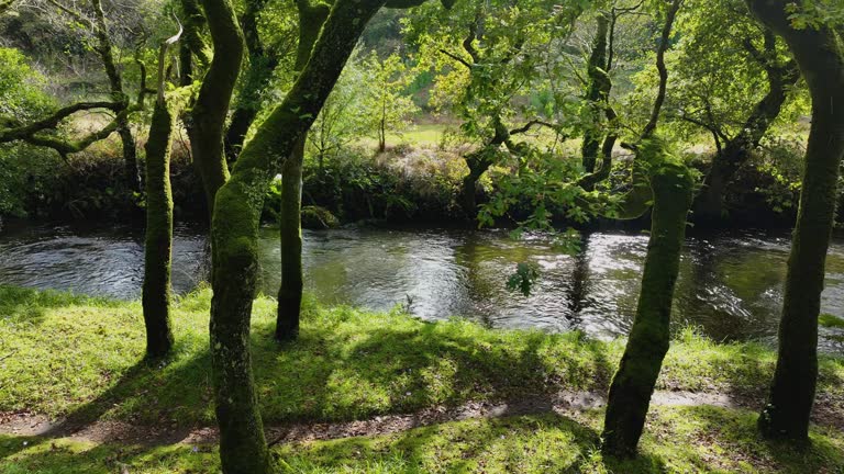 Freshwater River In Dense Tropical Forest At Carballeira Municipal de Baio Hiking Area In Spain. Sideways