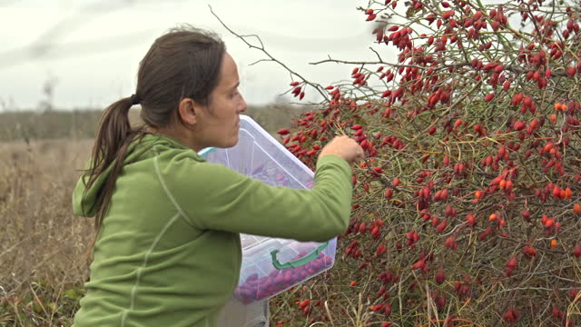 Woman harvesting hawthorn berries in autumn.